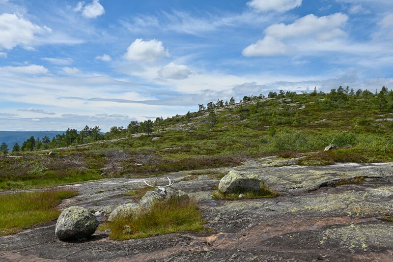 Fil:Skaveøyrhommen Voilevatnet Bygland 190724-2.jpg
