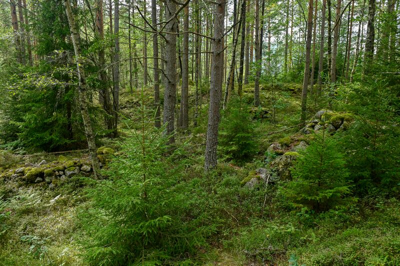 Fil:Apledokk Dale rydningsrøyser 150825.jpg