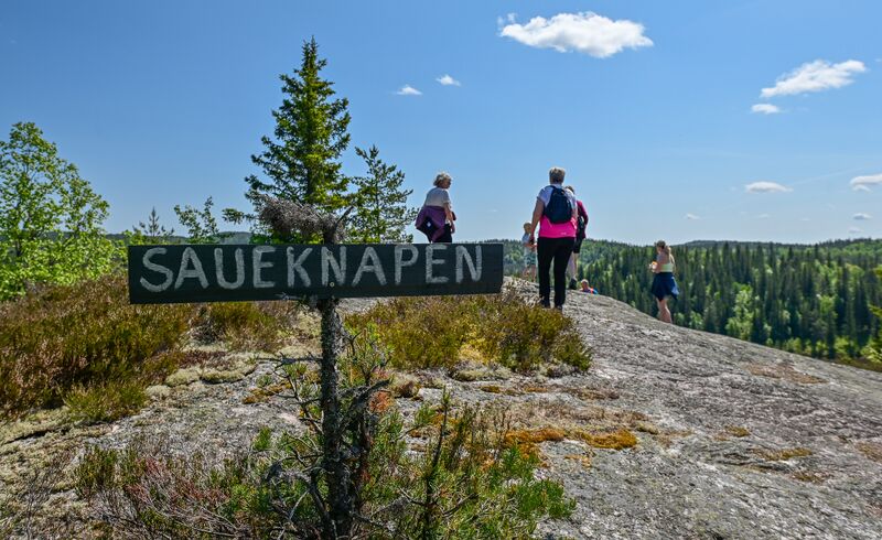 Fil:Saueknapen Evje 040623-2.jpg