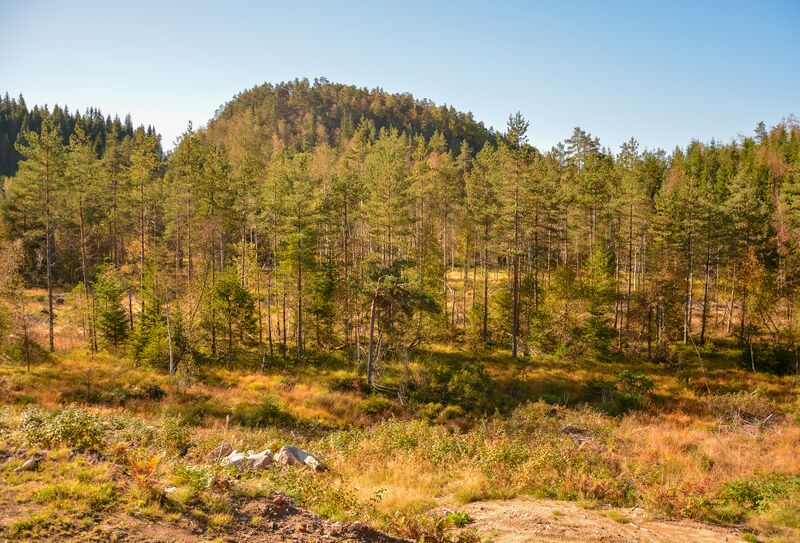 Fil:Øygarden Blåkedalen Eiken 2009024.jpg