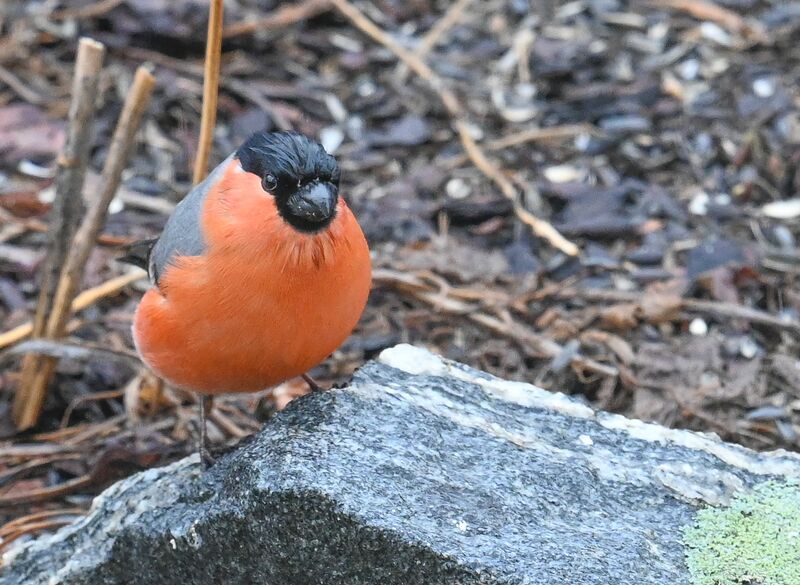 Fil:Dompap Farmo 150423-2.jpg