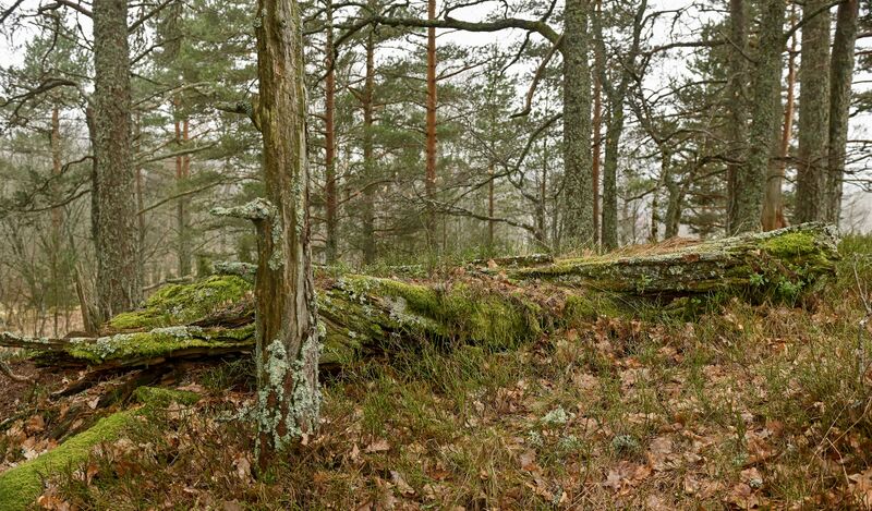 Fil:Kvinartolla Engesland 020426.jpg