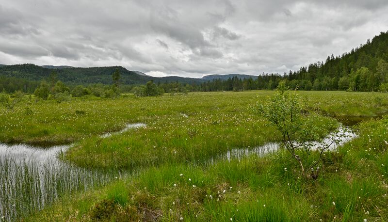 Fil:Skomefita Skomedalen Bygland 120724-2.jpg