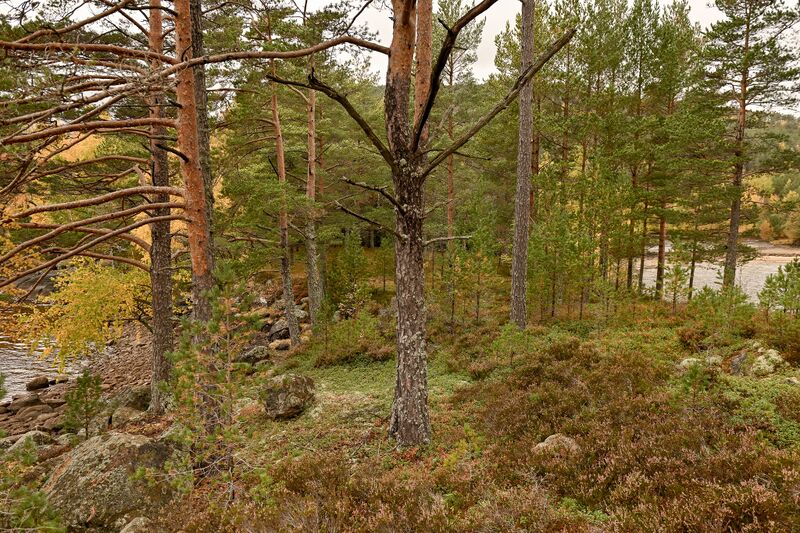 Fil:Mørkenesodden Frøyrak 081024-2.jpg