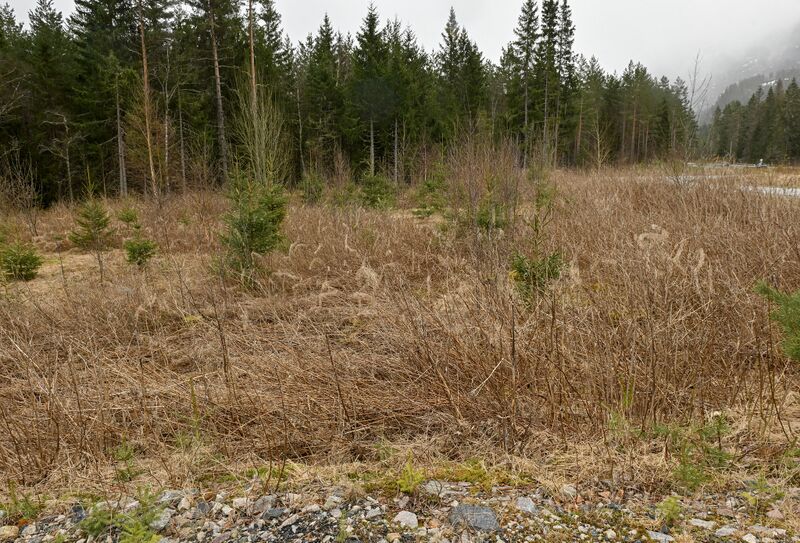 Fil:Snippen søndre Skomedal 030426.jpg