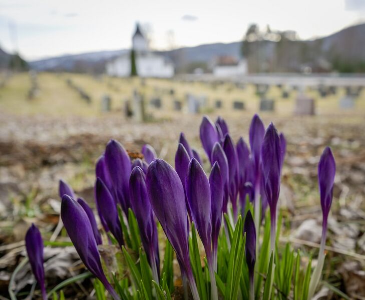 Fil:Årdal kyrkjegard 230326.jpg