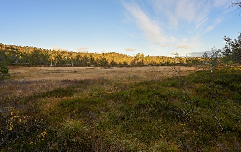 Fil:Tjønnhommyra Gautestad 161026 (2).jpg
