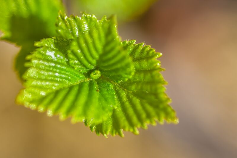 Fil:Lauvsprett Hornnes 290422-3.jpg