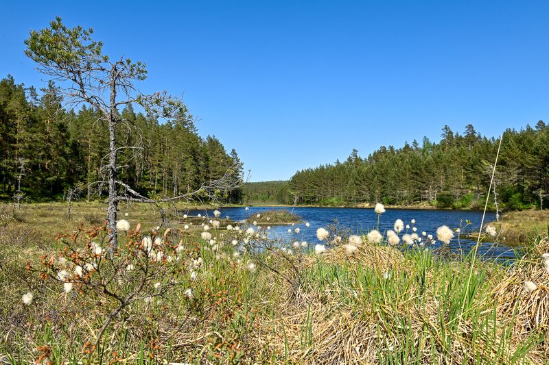Fil:Lonedalstjønn Mykland 210524-2.jpg